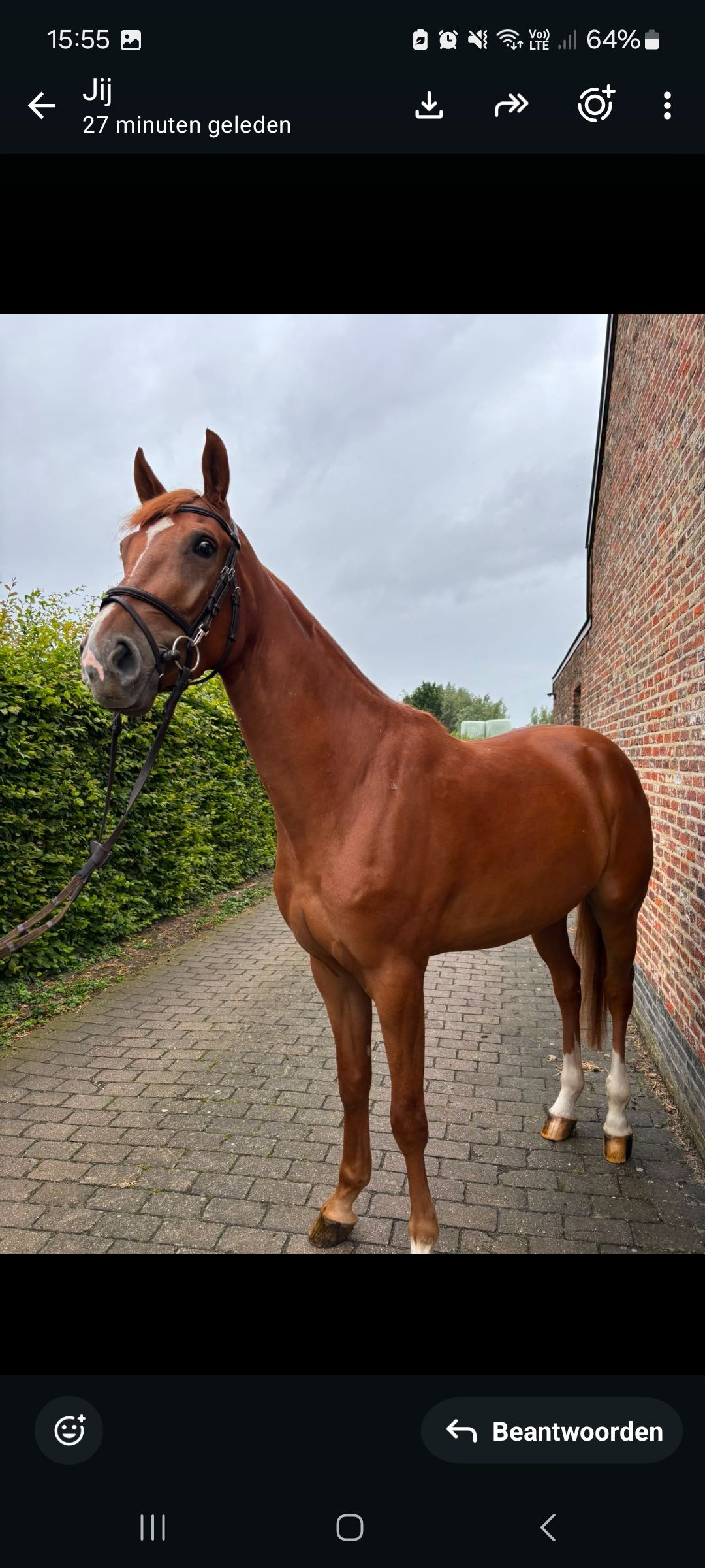 bwp springpaard ruin 4 jaar vos te koop - Foto 3