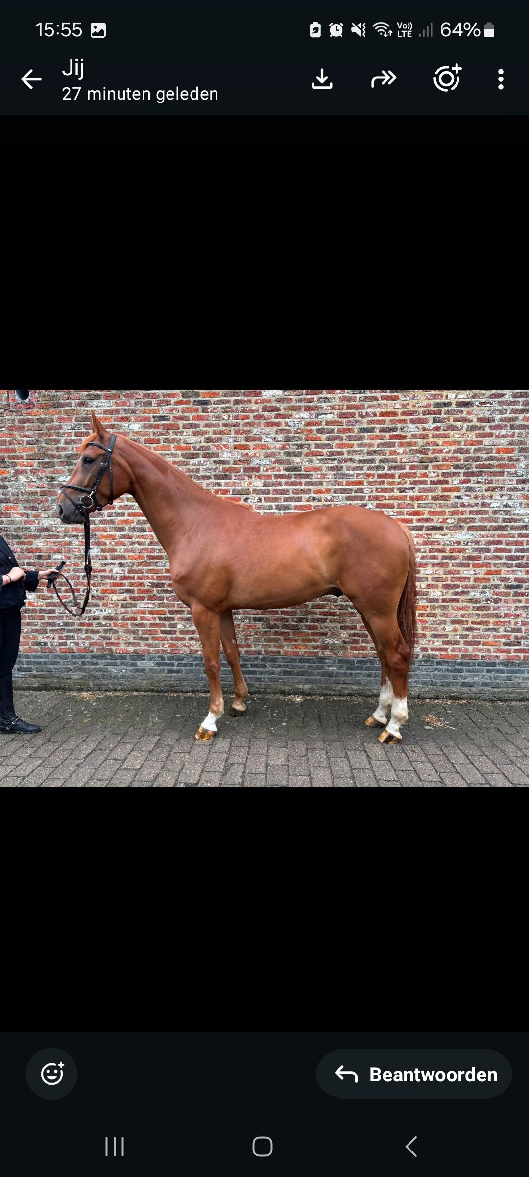 bwp springpaard ruin 4 jaar vos te koop - Foto 2