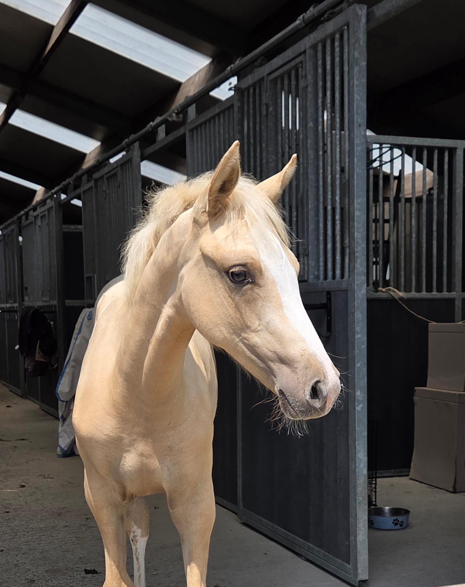 bwp dressuurpony merrie 0 years old palomino for sale - Photo 2