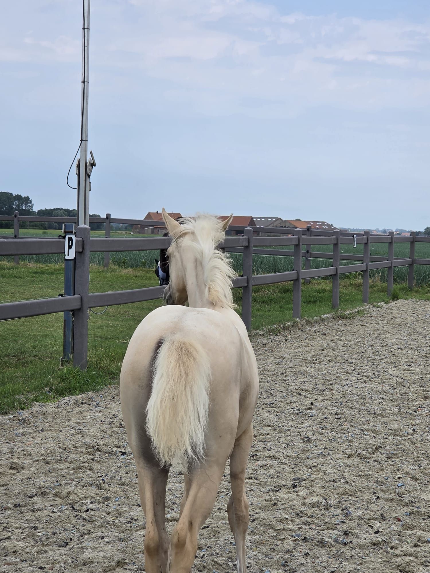 bwp dressuurpony merrie 0 years old palomino for sale - Photo 3