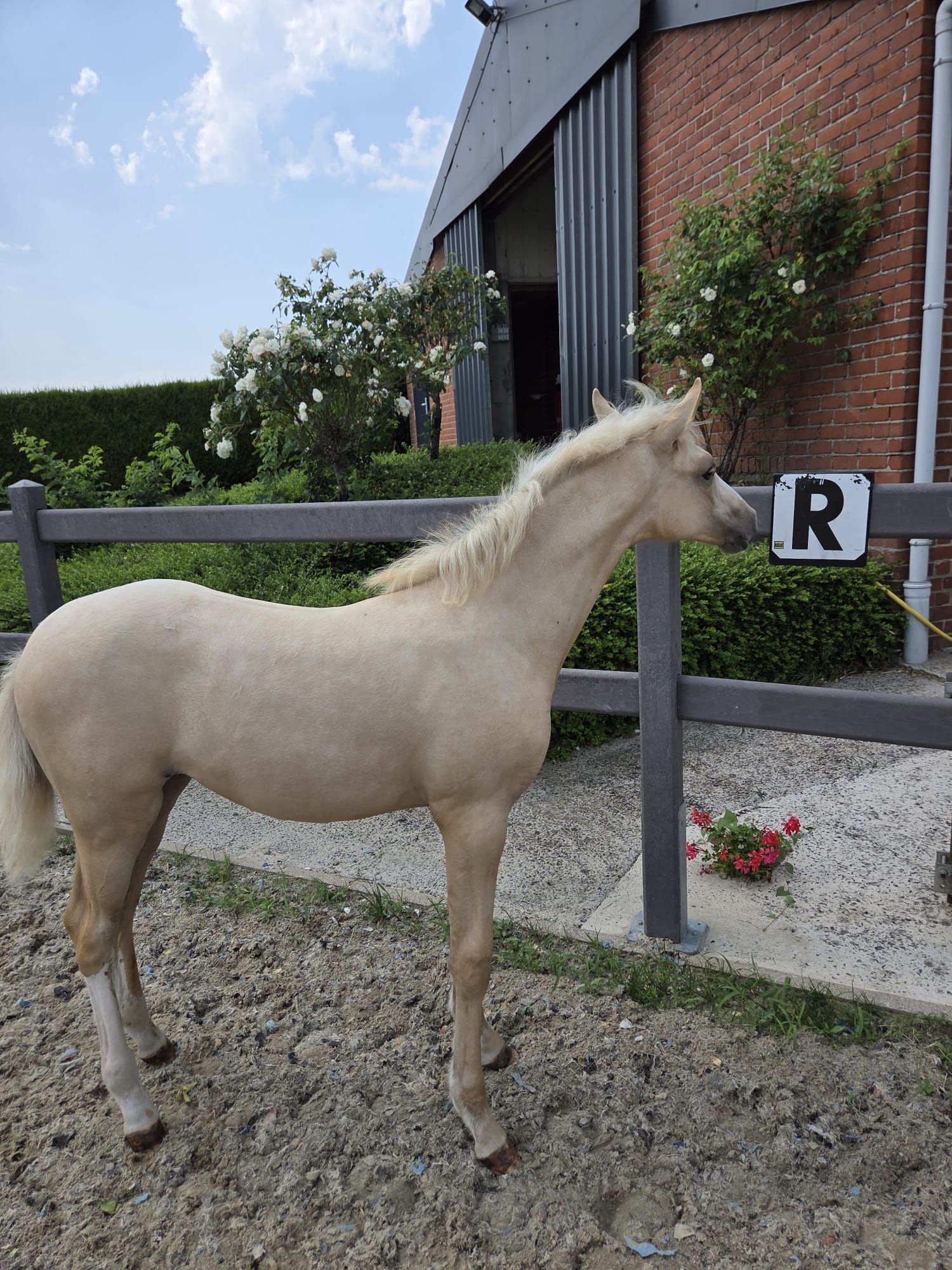 bwp dressuurpony merrie 0 years old palomino for sale - Photo 6