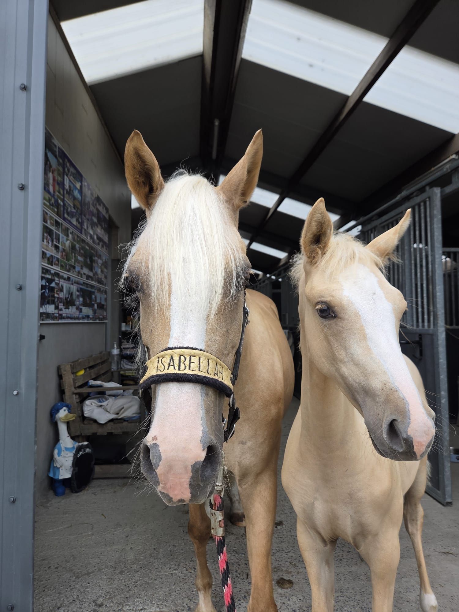 bwp dressuurpony merrie 0 years old palomino for sale - Photo 4