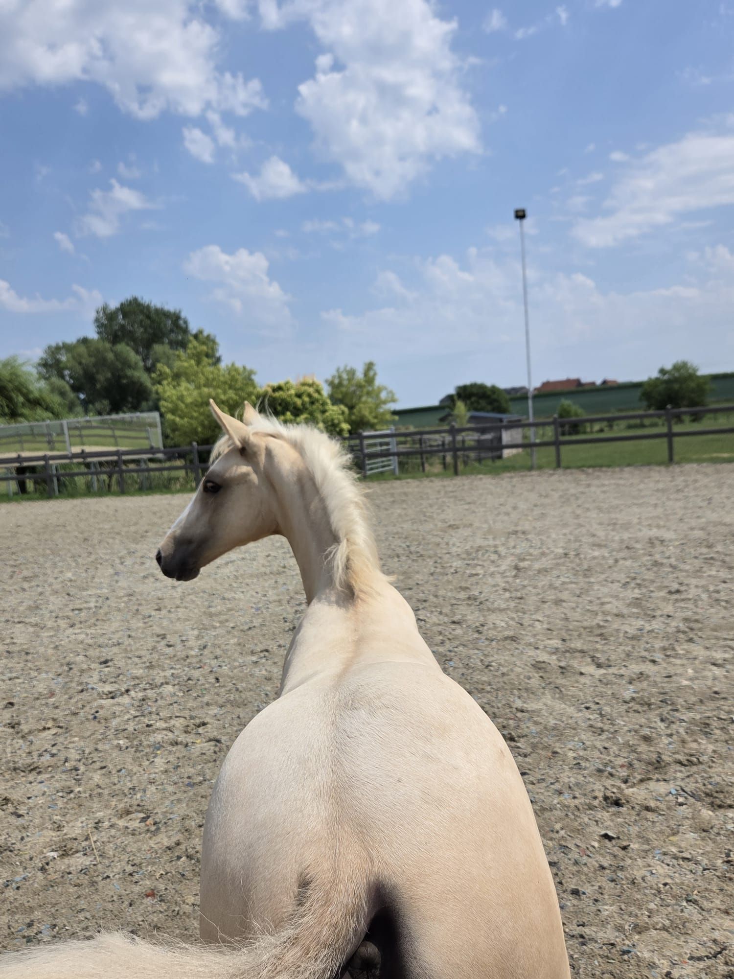 With video! Top quality for sport and/or breeding