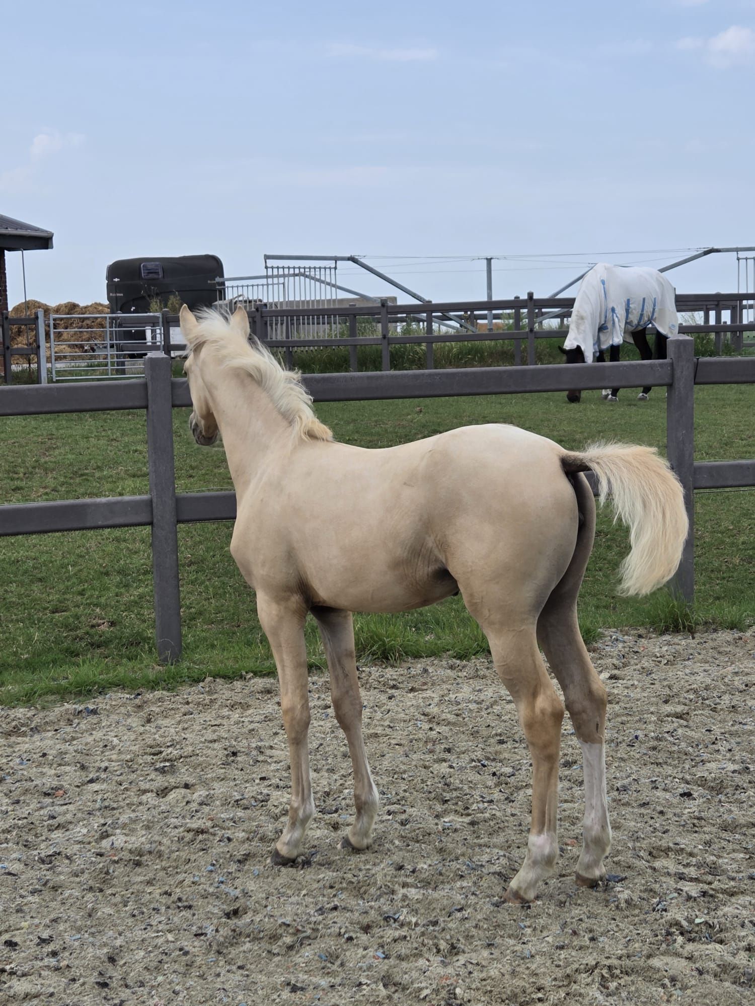 bwp dressuurpony merrie 0 years old palomino for sale - Photo 5