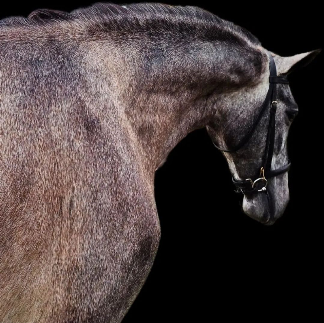 Beautiful 5-year-old gelding.