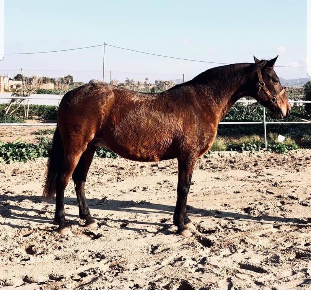 andalusie dressuurpaard ruin 5 years old schimmel for sale - Photo 2
