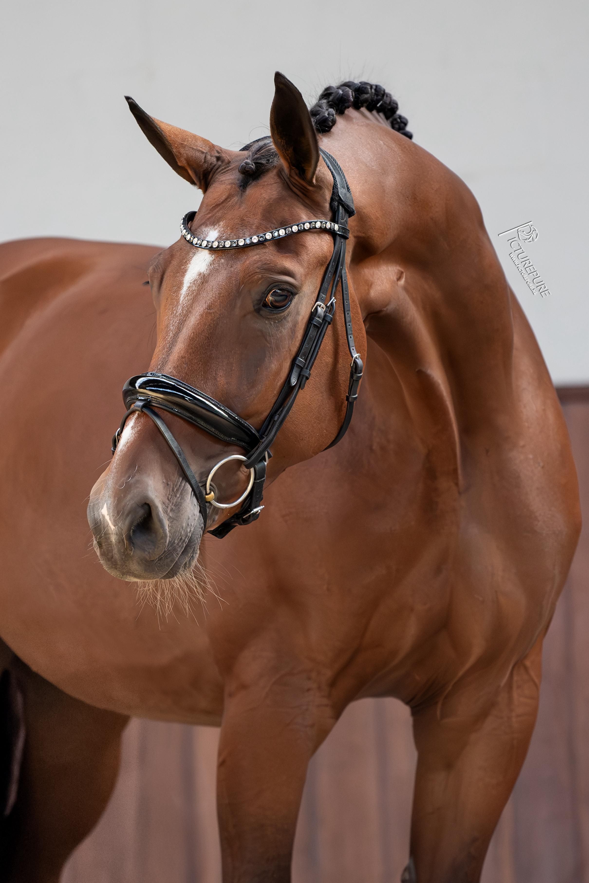 Caballo talentoso de 11 años para Juniors/Young Riders (Junioren/Young Riders)