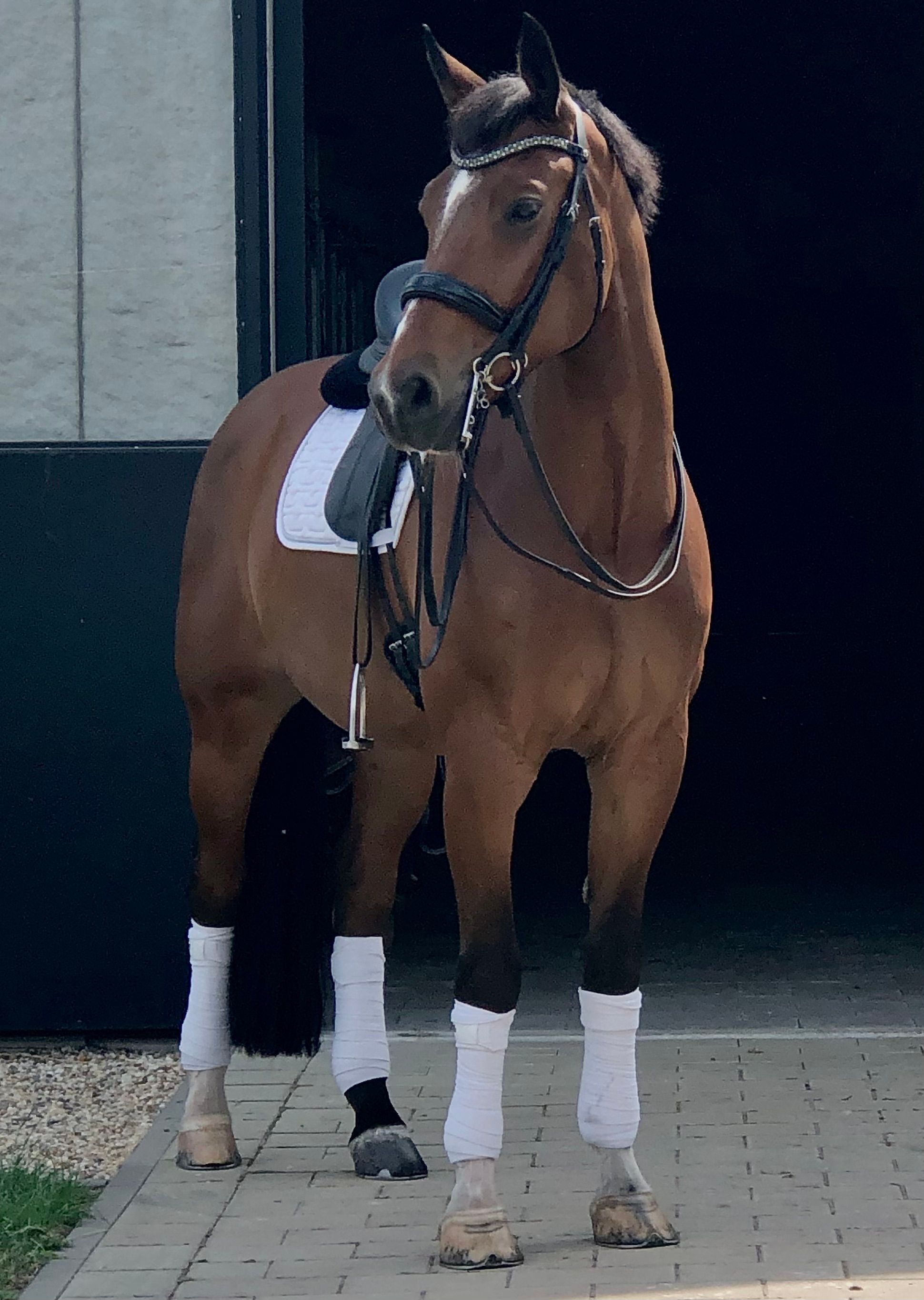 kwpn dressuurpaard ruin 11 år bruin till salu - Foto 2