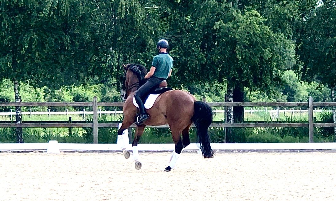 kwpn dressuurpaard ruin 11 år bruin till salu - Foto 5