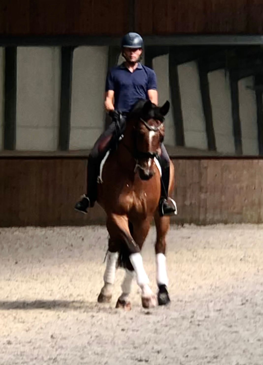 kwpn dressuurpaard ruin 11 år bruin till salu - Foto 3