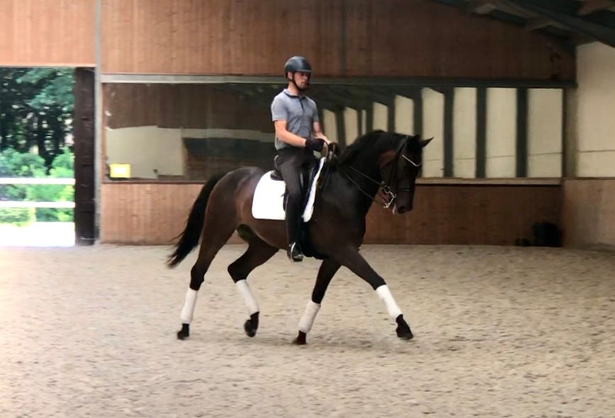 dressuurpaard ruin 11 år donkerbruin till salu - Foto 2