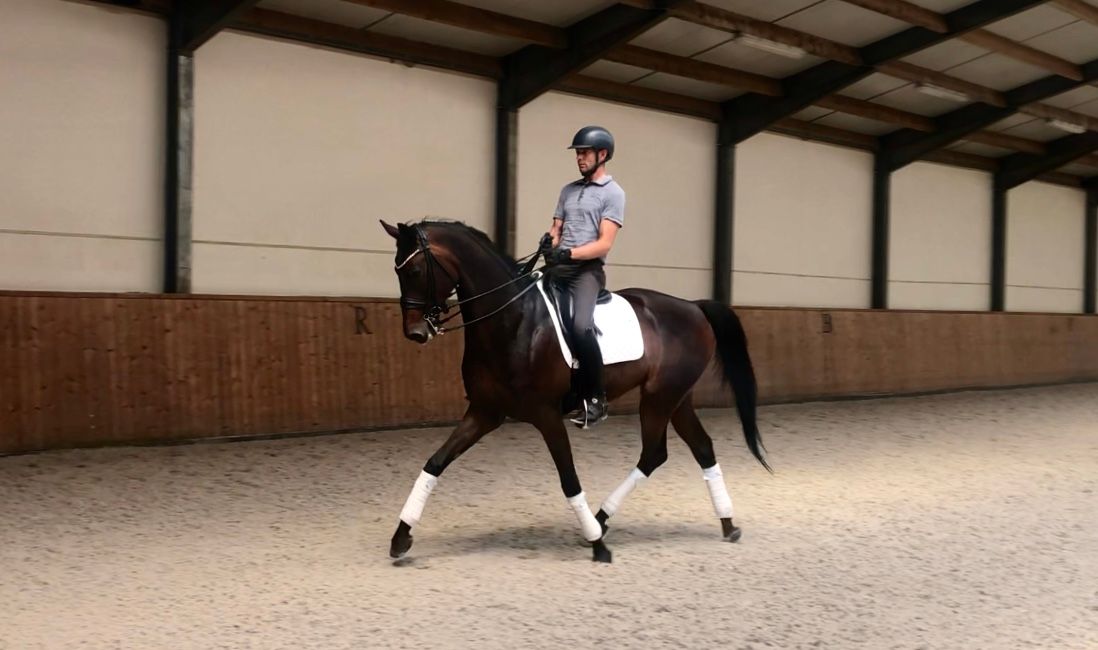 dressuurpaard ruin 11 år donkerbruin till salu - Foto 3