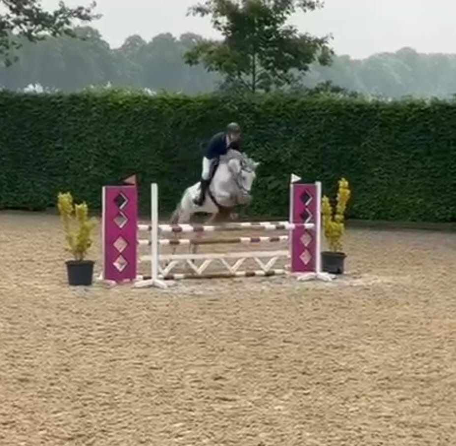 anglo-europees springpaard merrie 10 jaar schimmel te koop - Hoofdfoto