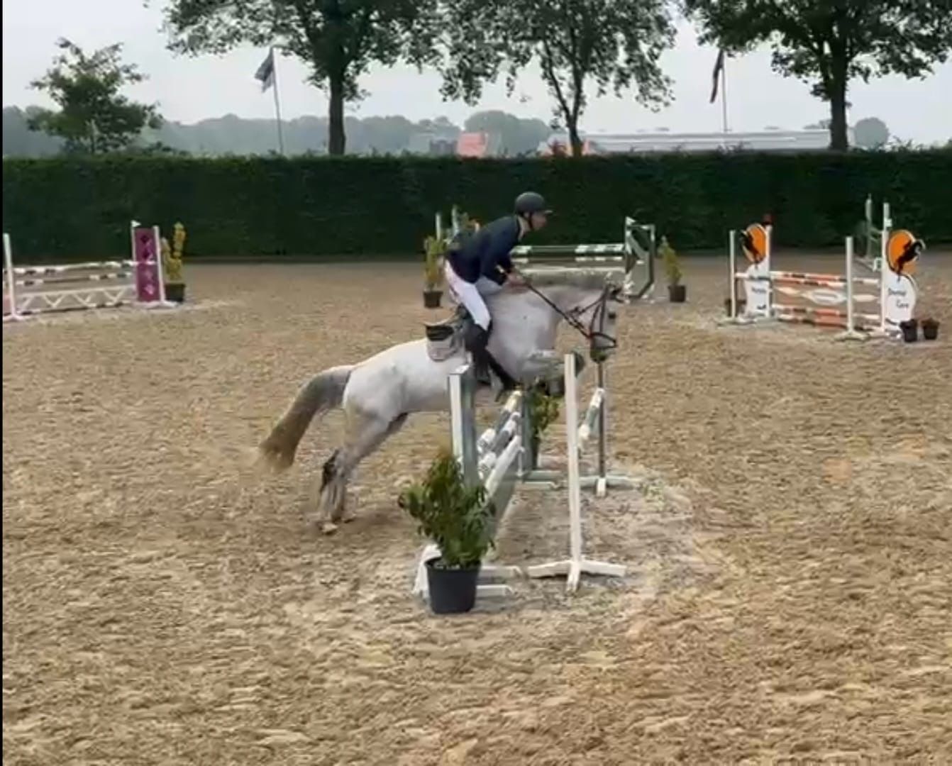 anglo-europees springpaard merrie 10 jaar schimmel te koop - Foto 2