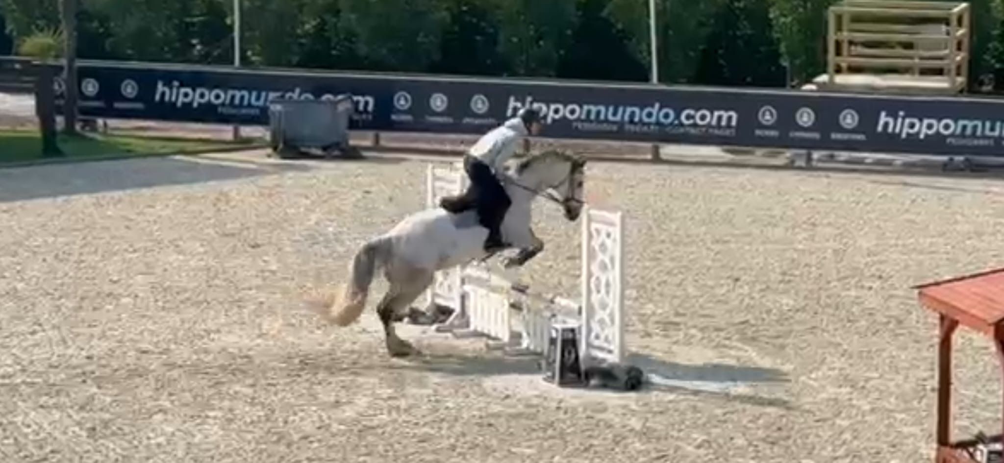 anglo-europees springpaard merrie 10 jaar schimmel te koop - Foto 4