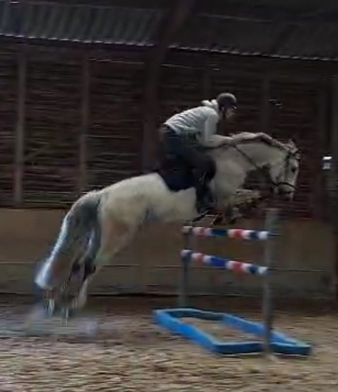 anglo-europees springpaard merrie 10 jaar schimmel te koop - Foto 3