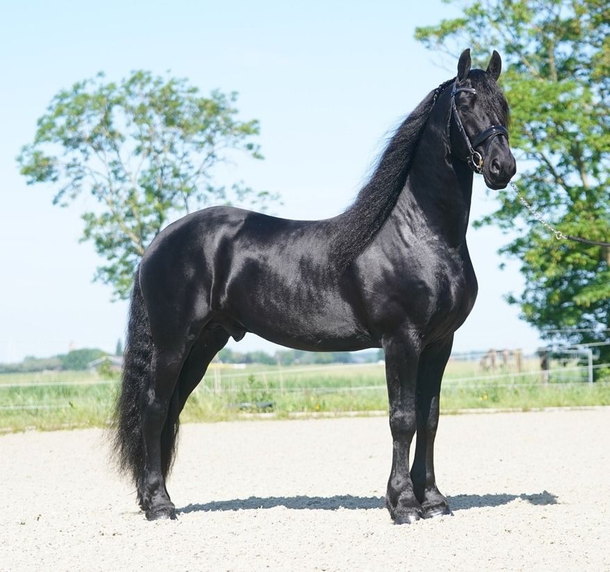 Talented Friesian sport stallion