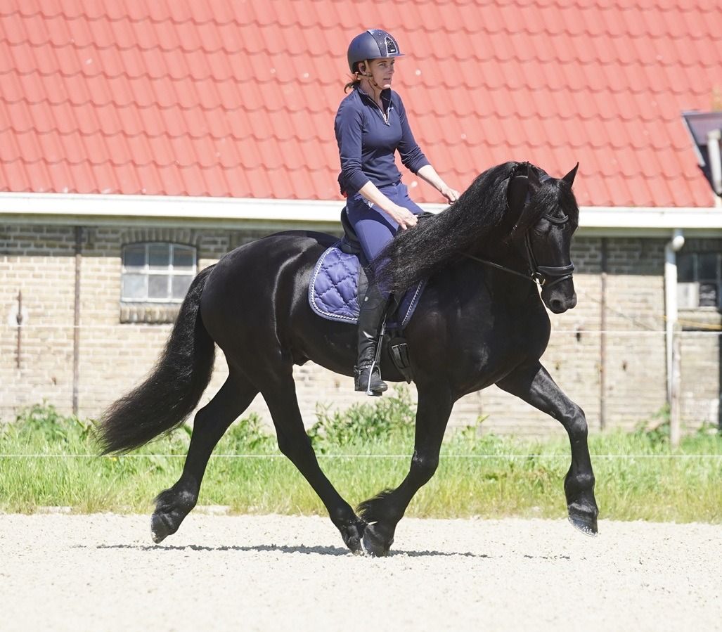 fries hengst 9 years old zwart for sale - Photo 3