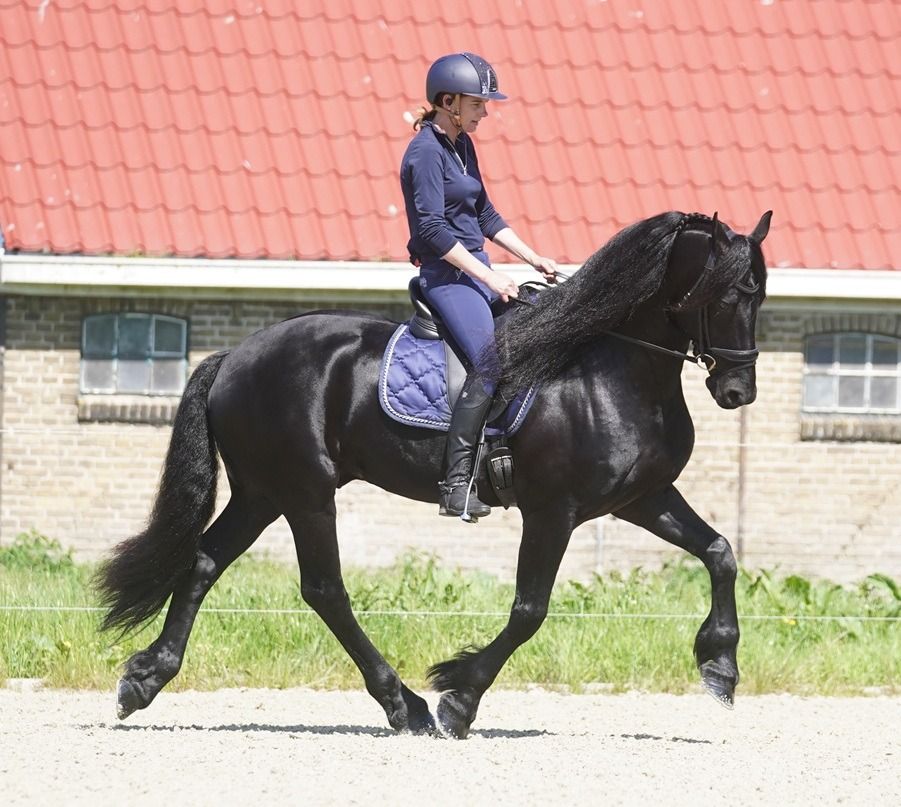 fries hengst 9 years old zwart for sale - Photo 4