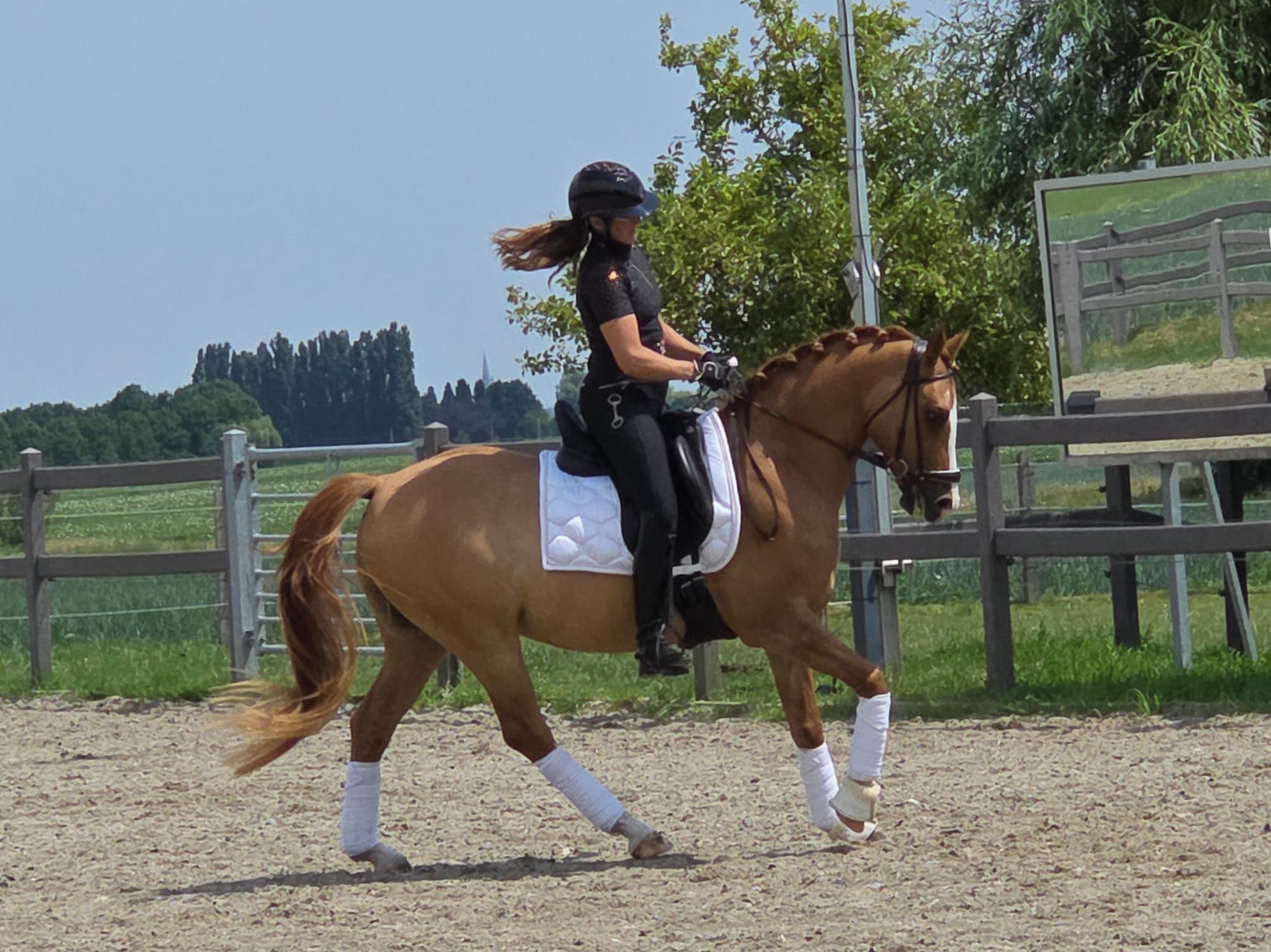 BWP dressuurpony ruin 7 years old Vos for sale - Photo 2