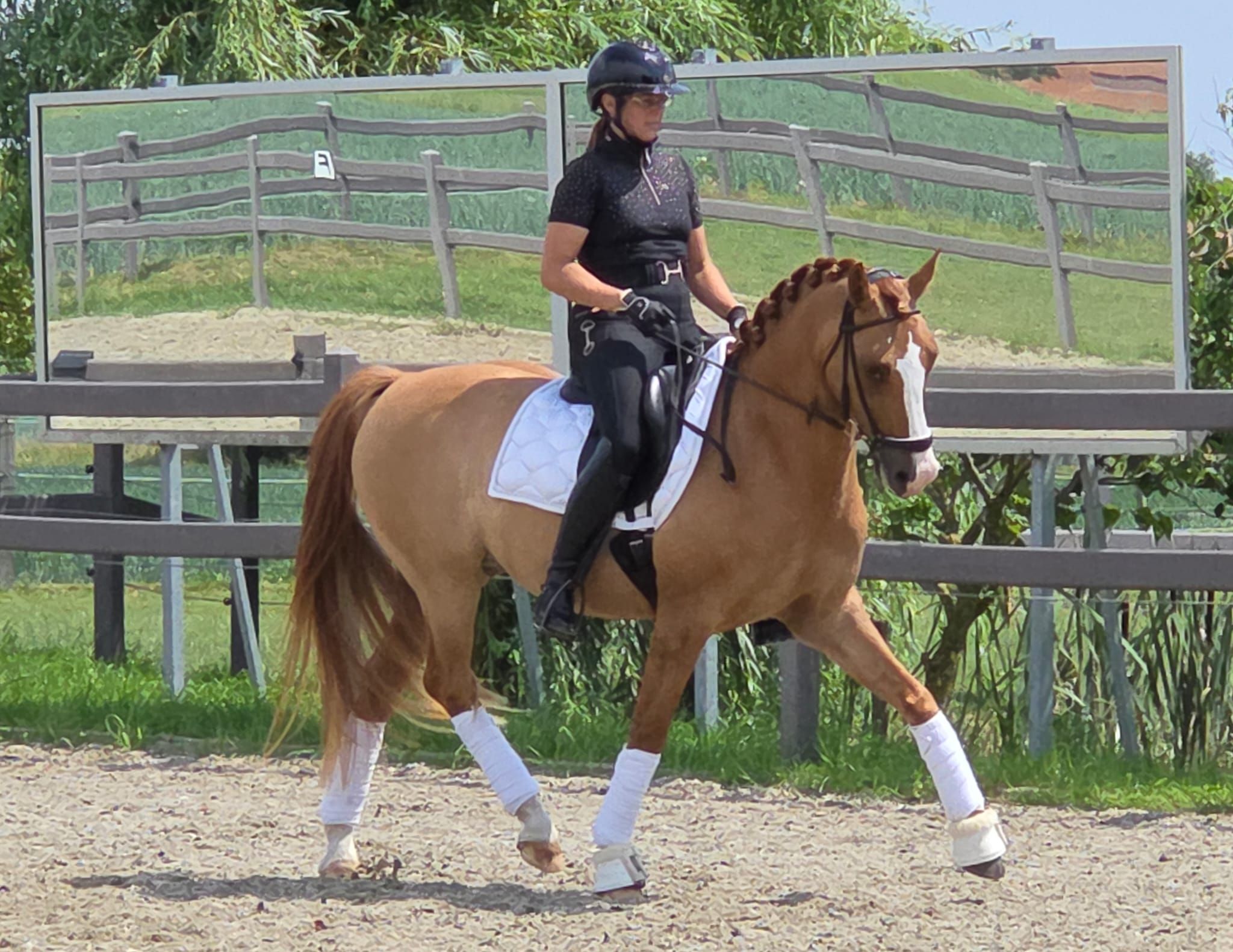 BWP dressuurpony ruin 7 years old Vos for sale - Photo 5