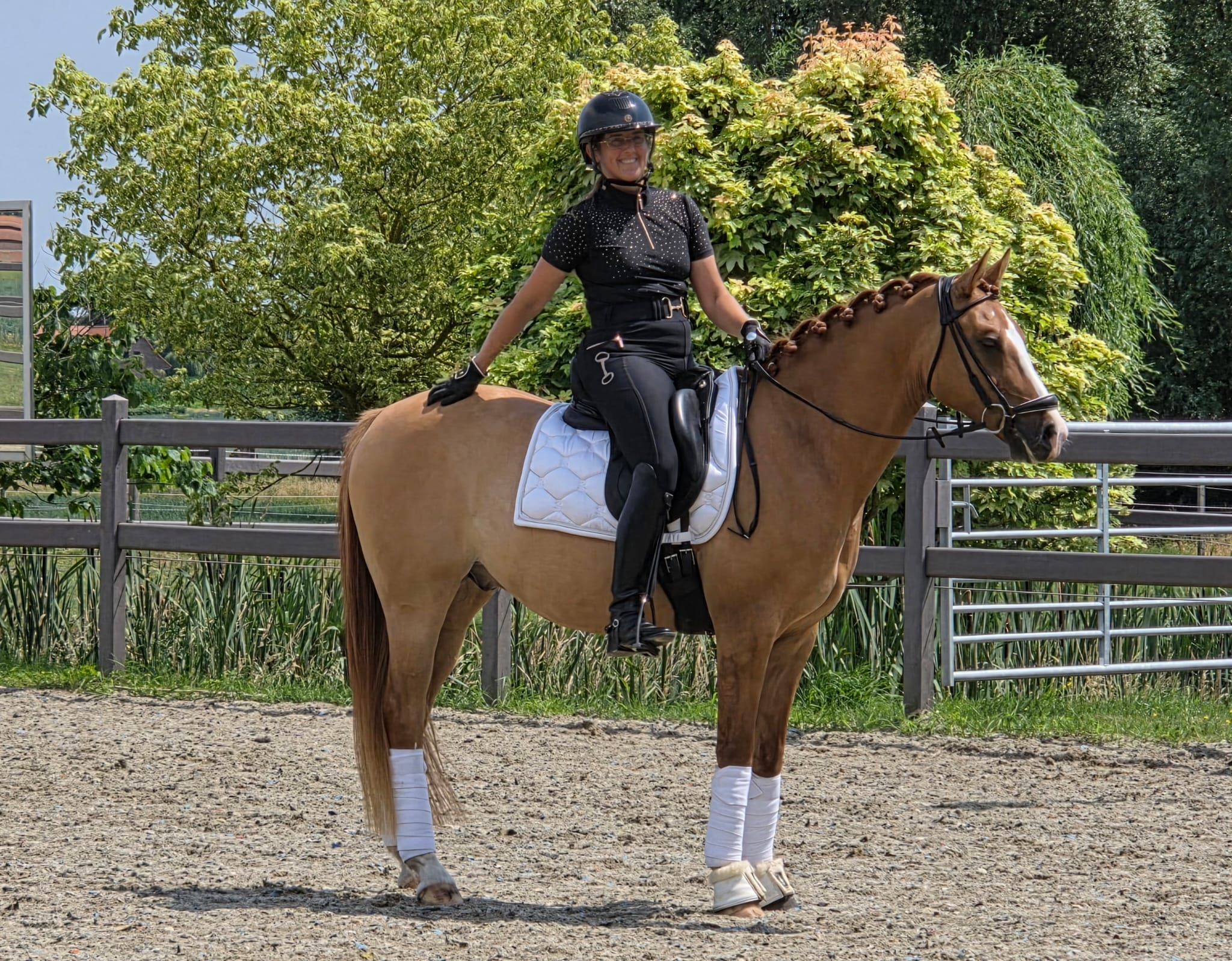 BWP dressuurpony ruin 7 years old Vos for sale - Photo 3