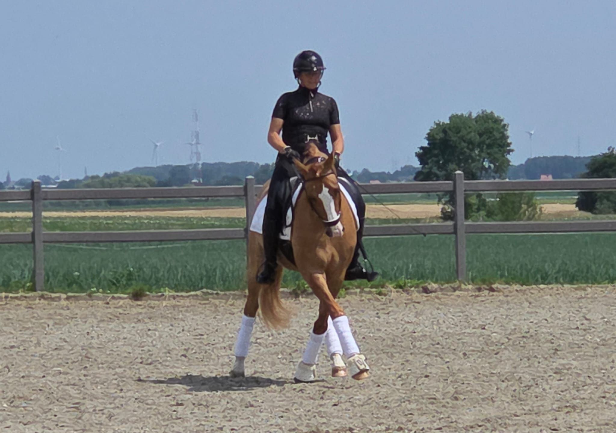 BWP dressuurpony ruin 7 years old Vos for sale - Photo 6