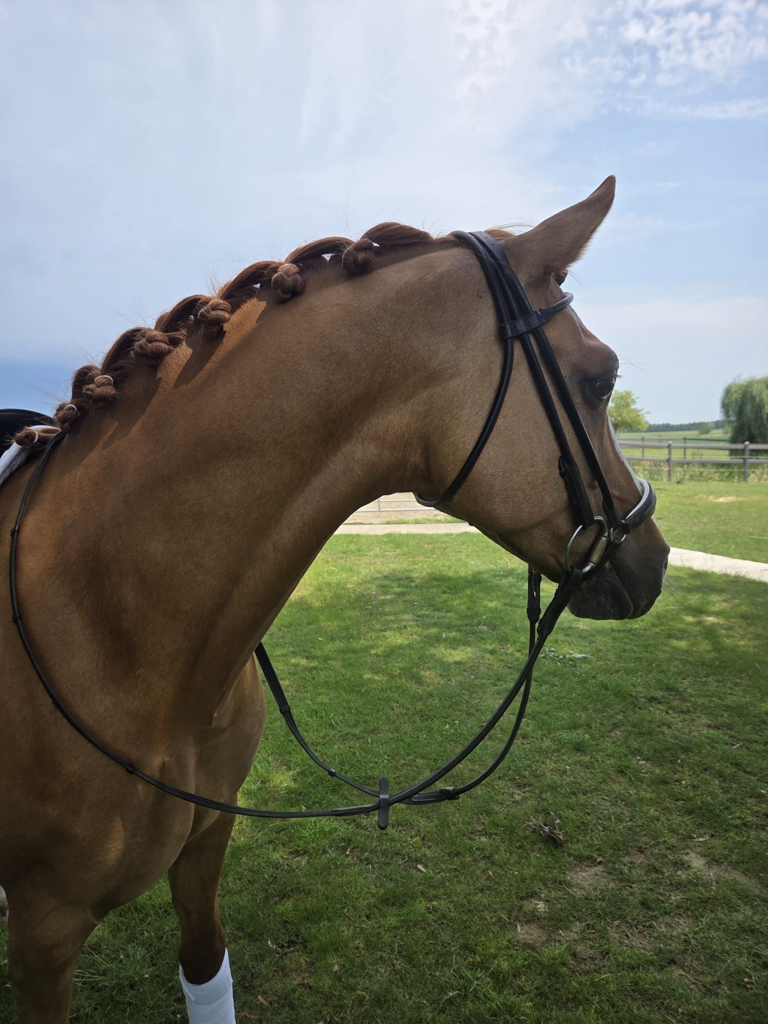 BWP dressuurpony ruin 7 years old Vos for sale - Main photo
