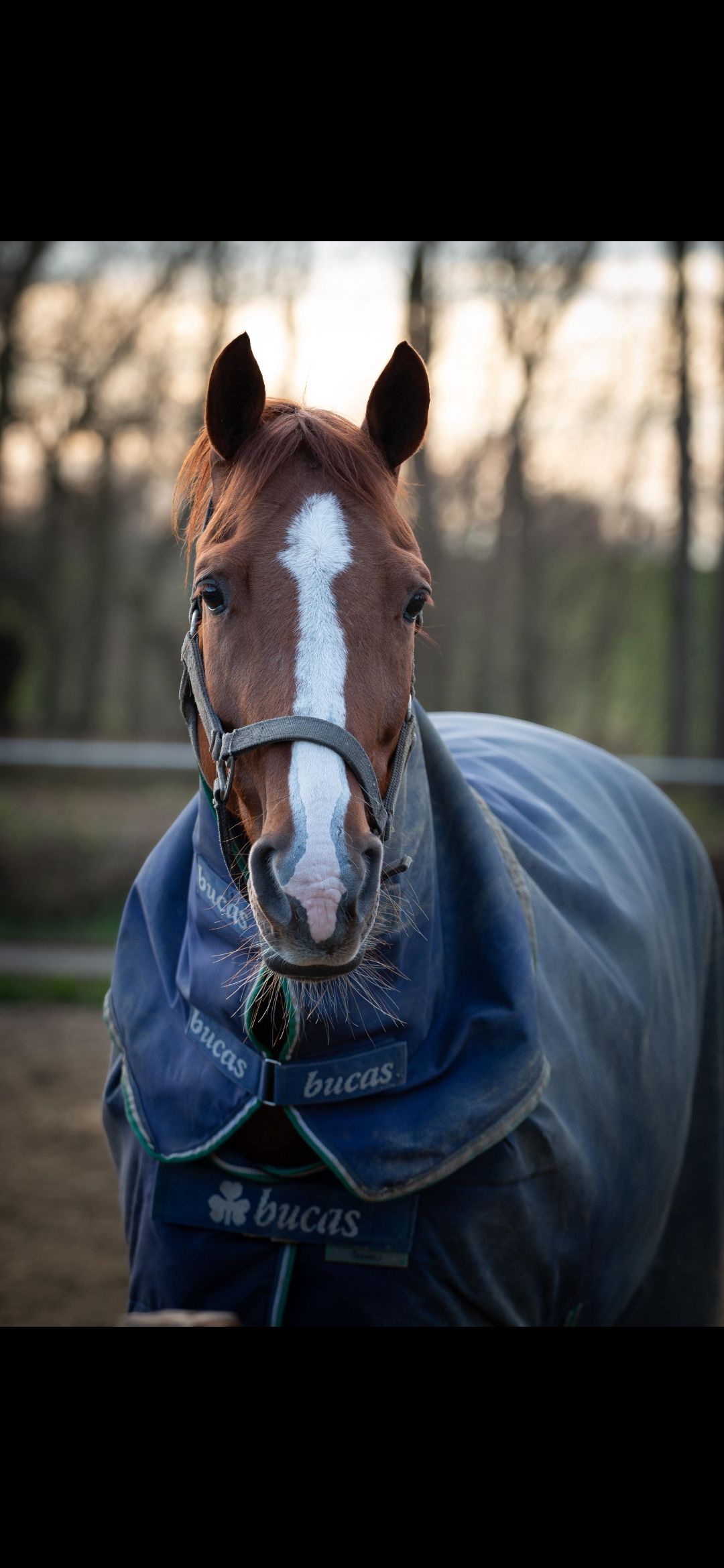 nrps springpony merrie 18 years old vos for sale - Photo 5