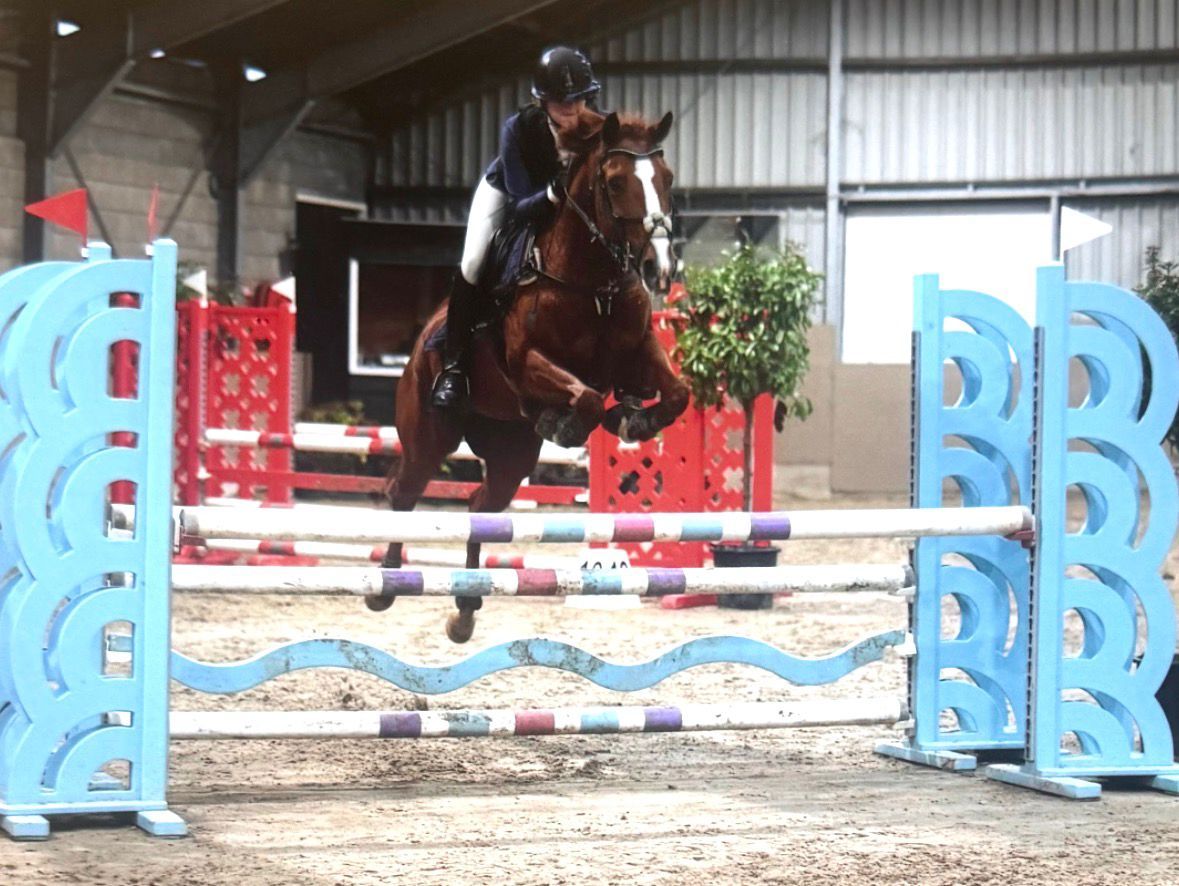 nrps springpony merrie 18 years old vos for sale - Photo 2
