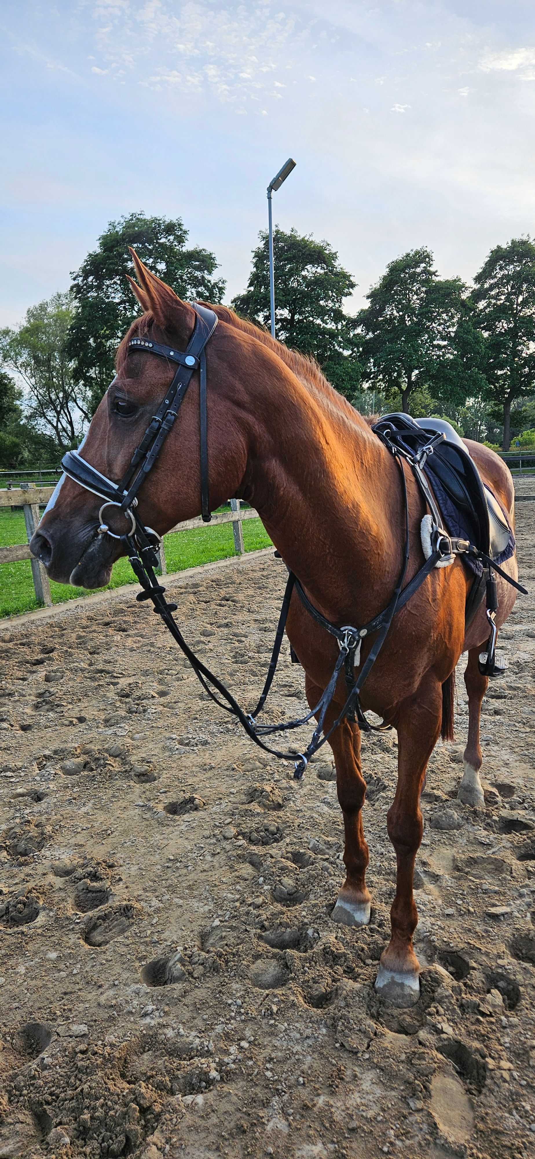nrps springpony merrie 18 years old vos for sale - Photo 6