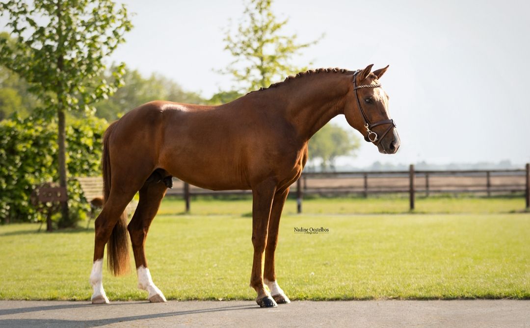 Talentvolle en super brave spring/hunter pony!