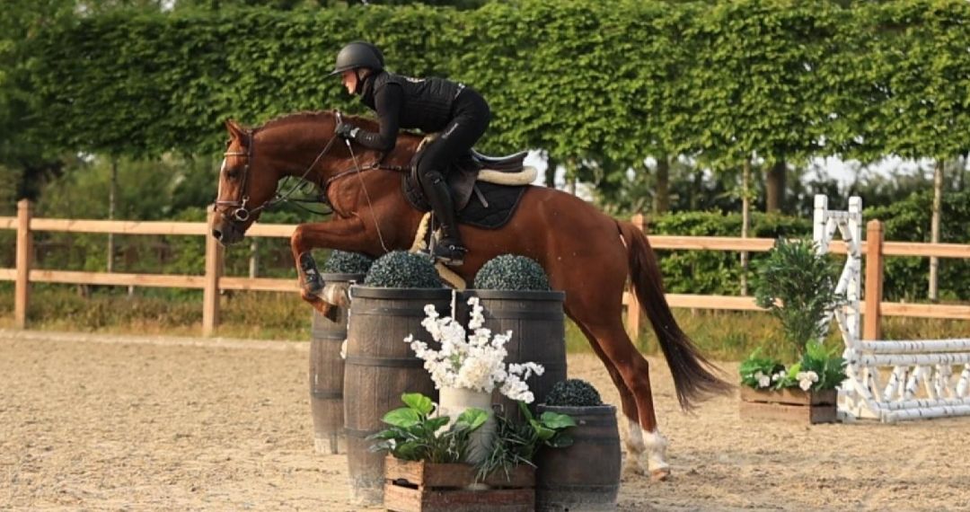 new-forest springpony hengst 3 jaar vos te koop - Foto 2