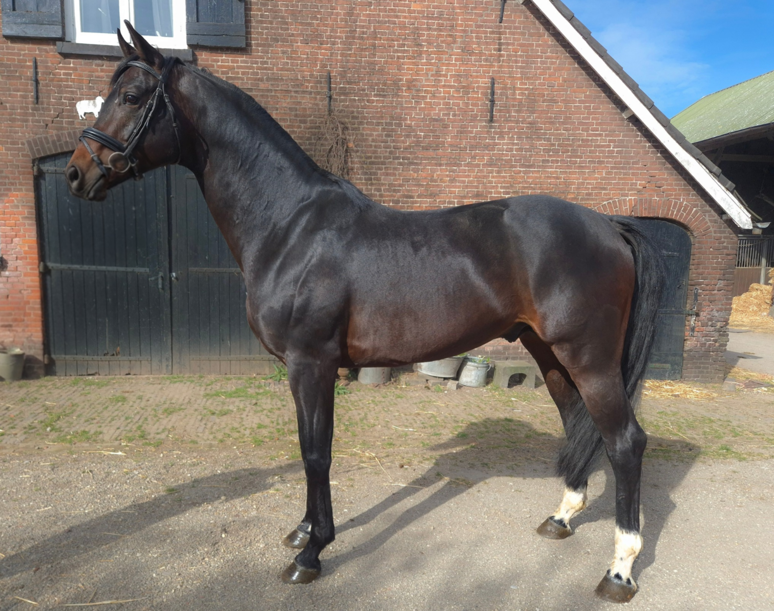 kwpn dressuurpaard hengst 6 years old donkerbruin for sale - Photo 6