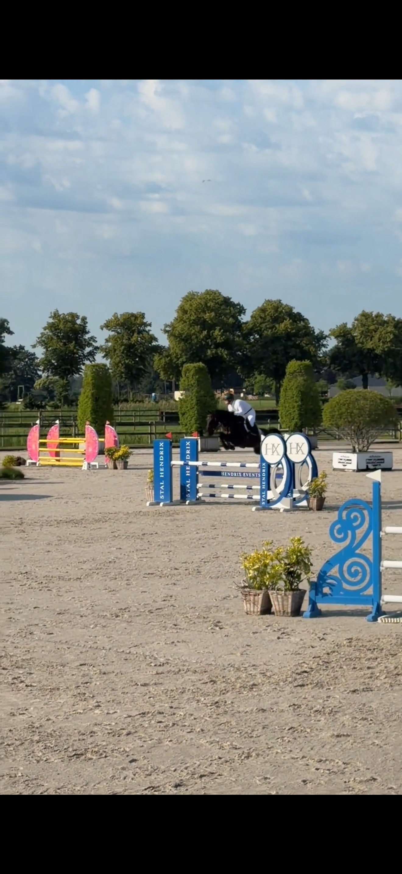 bwp springpaard ruin 10 jaar zwart te koop - Foto 2