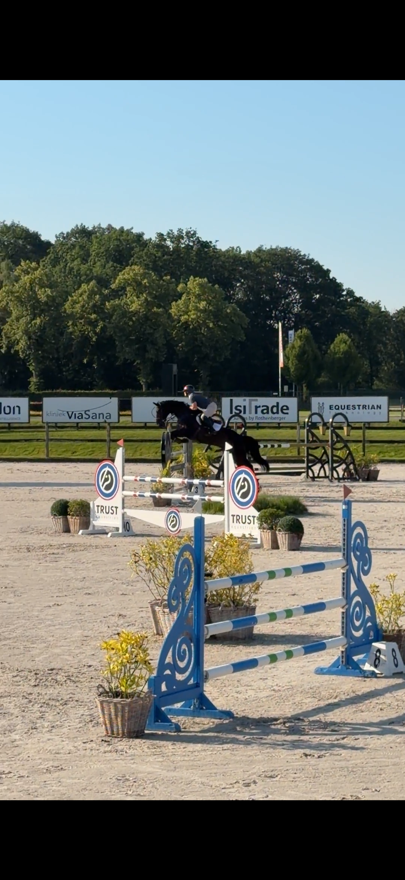 bwp springpaard ruin 10 jaar zwart te koop - Hoofdfoto