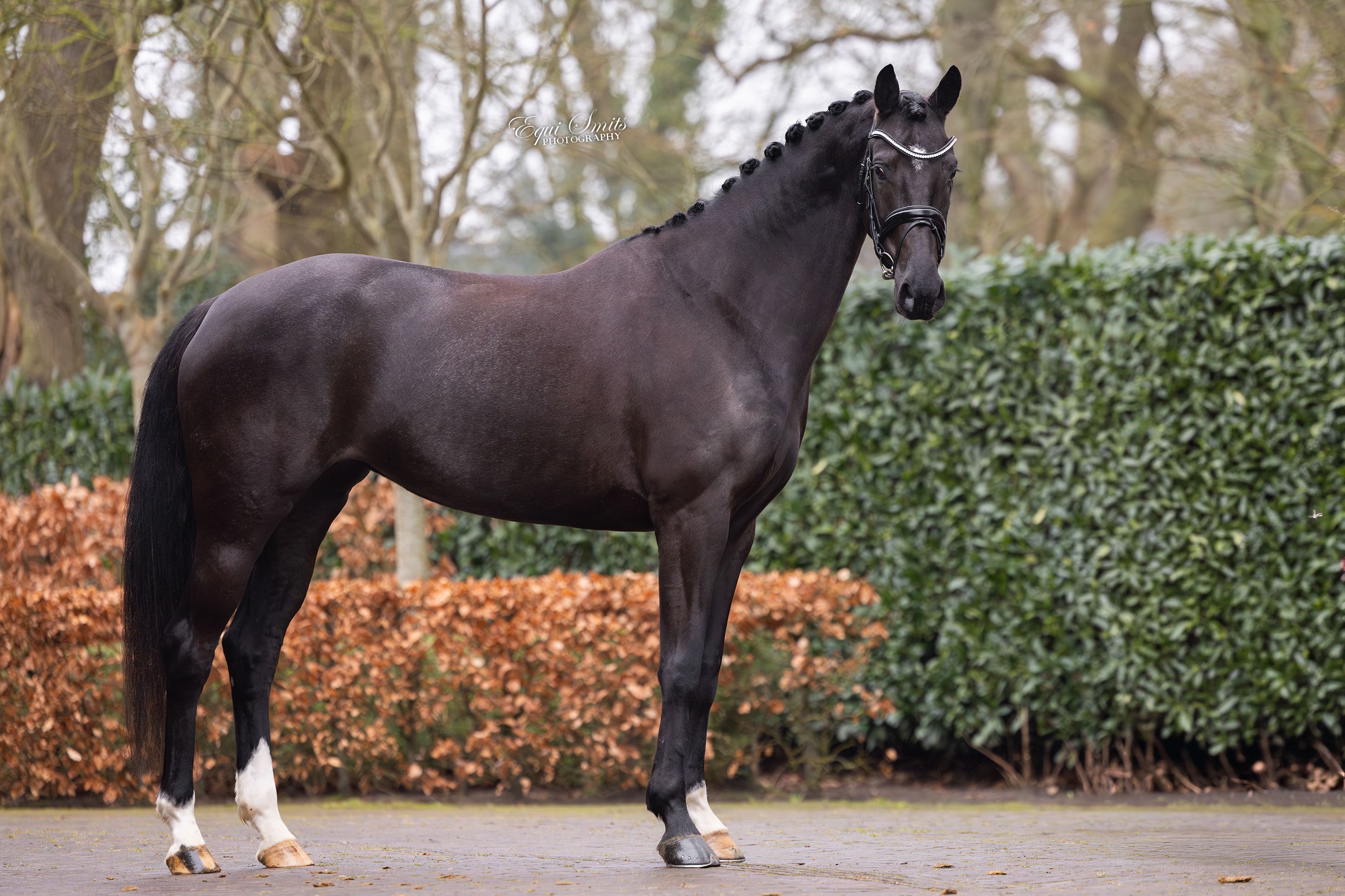 kwpn dressuurpaard merrie 6 år till salu - Foto 2