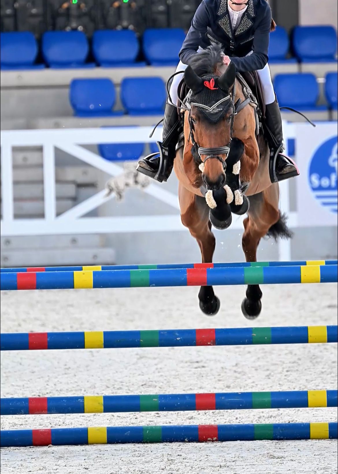 oldenburg springpony merrie 7 lat donkerbruin na sprzedaż - Zdjęcie 6