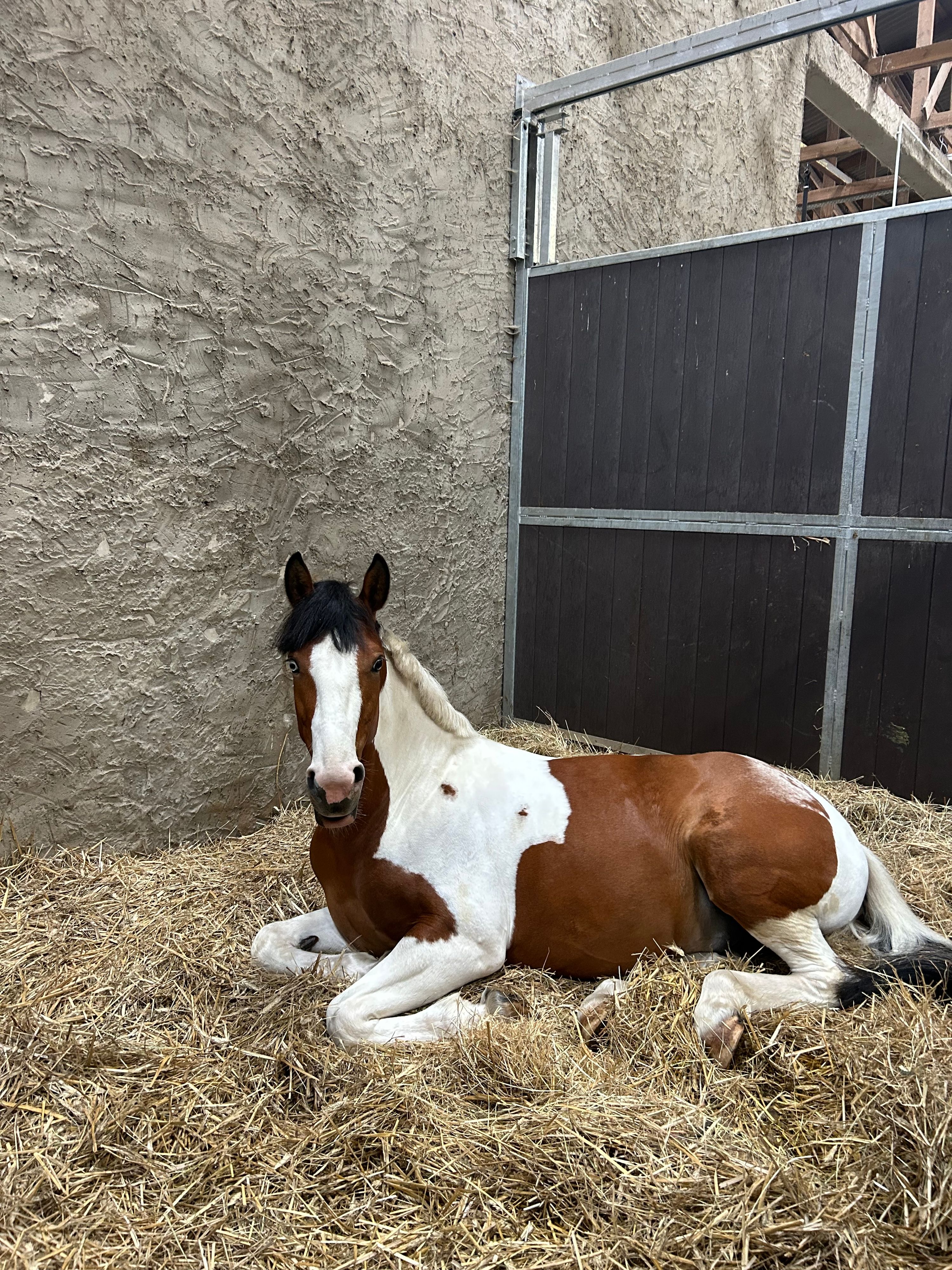 duitse-rijpony springpony ruin 5 lat andere-kleur na sprzedaż - Zdjęcie 3