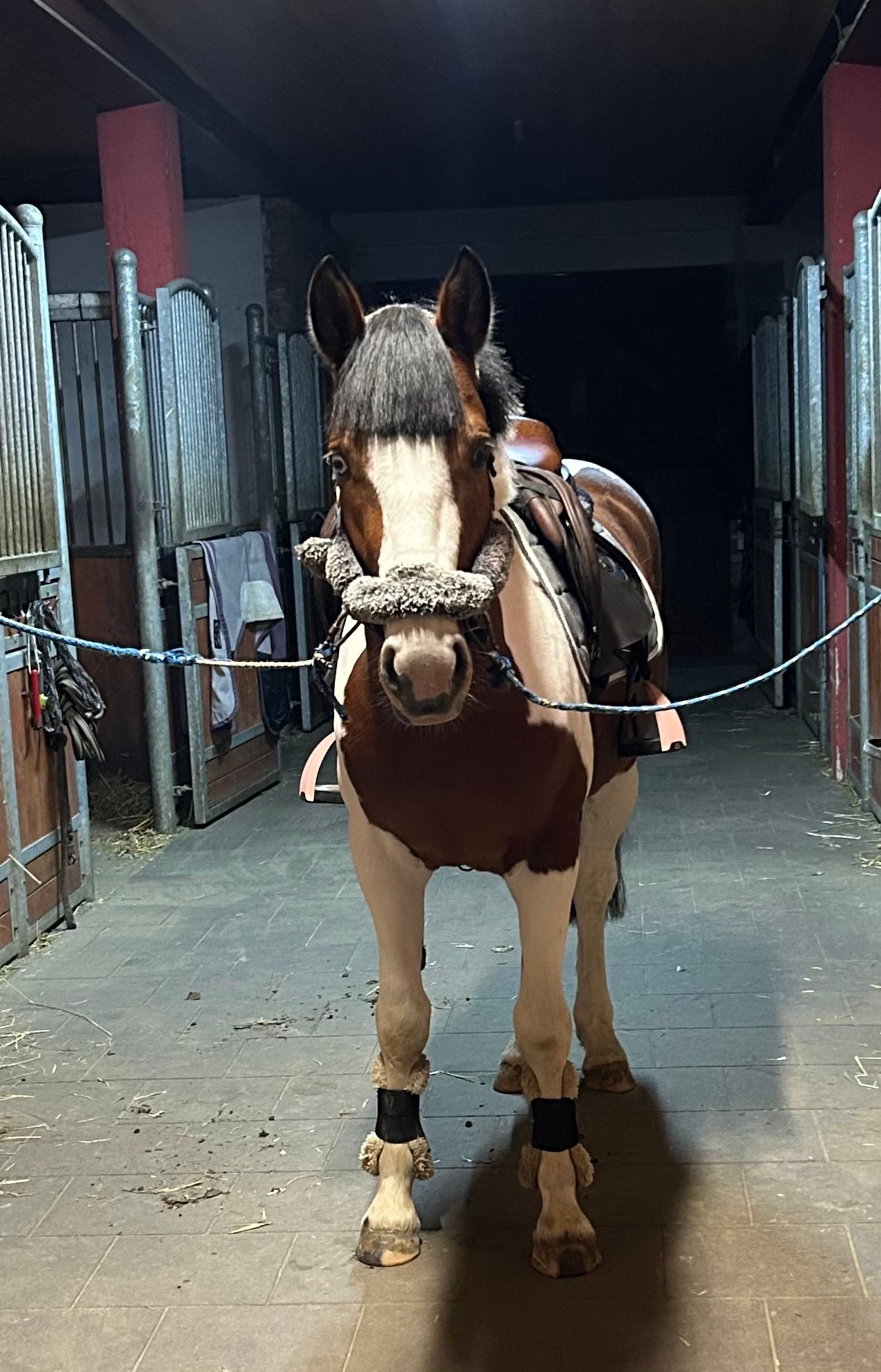duitse-rijpony springpony ruin 5 lat andere-kleur na sprzedaż - Zdjęcie 5