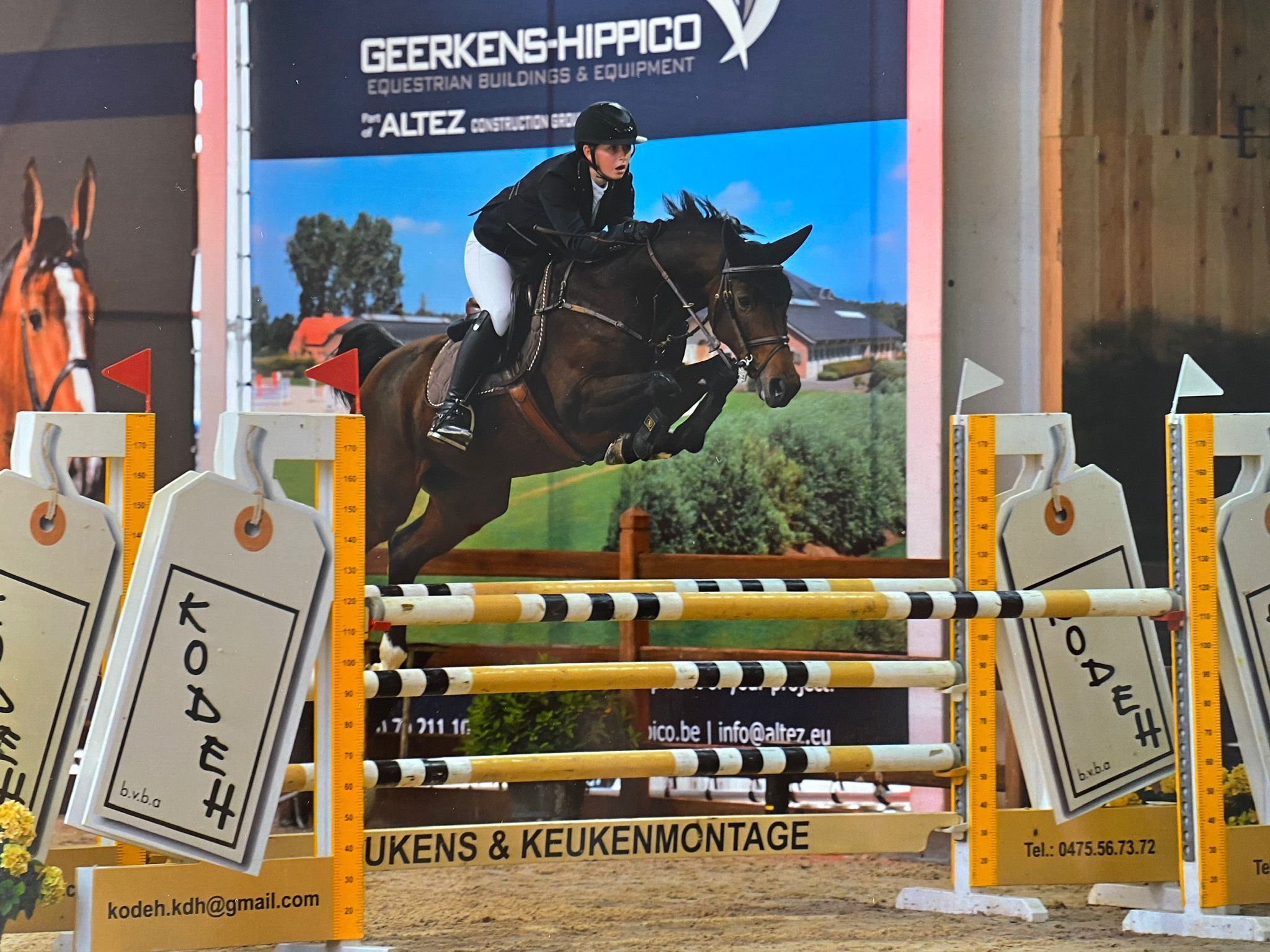 zangersheide springpaard merrie 16 jaar donkerbruin te koop - Hoofdfoto