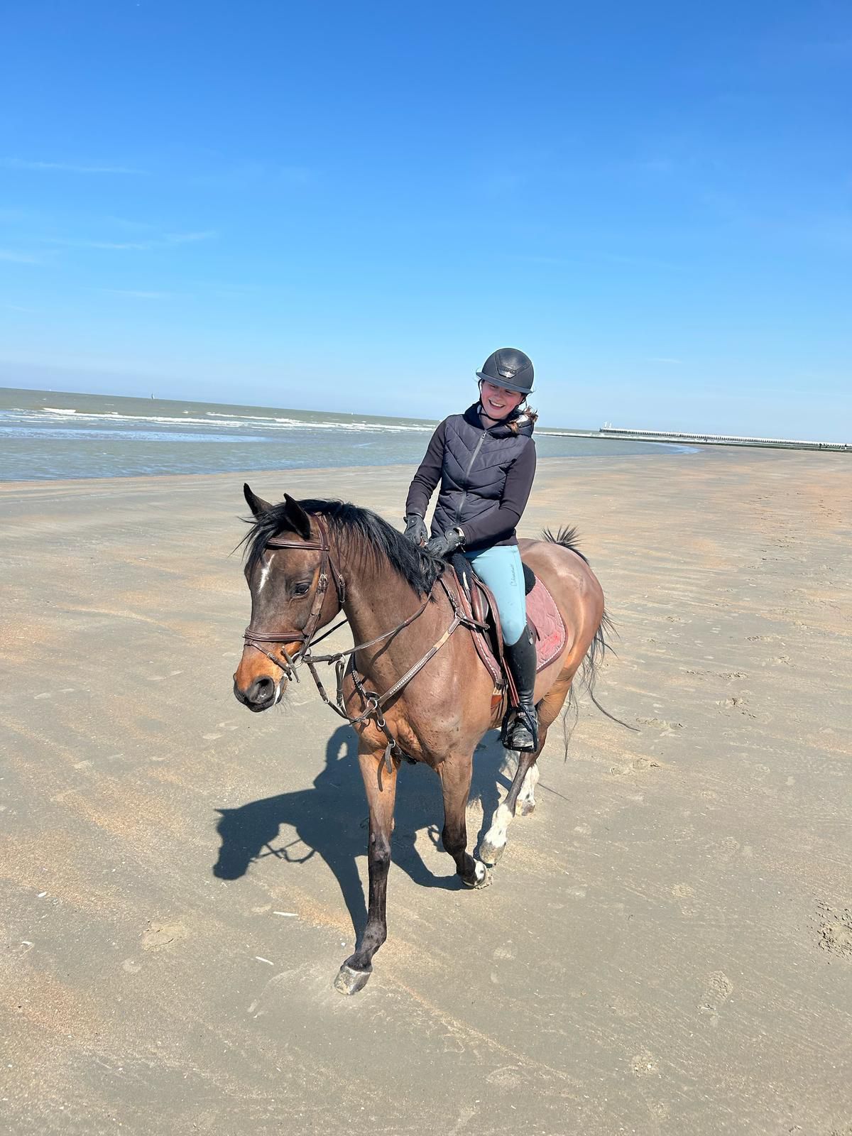 zangersheide springpaard merrie 16 jaar donkerbruin te koop - Foto 2