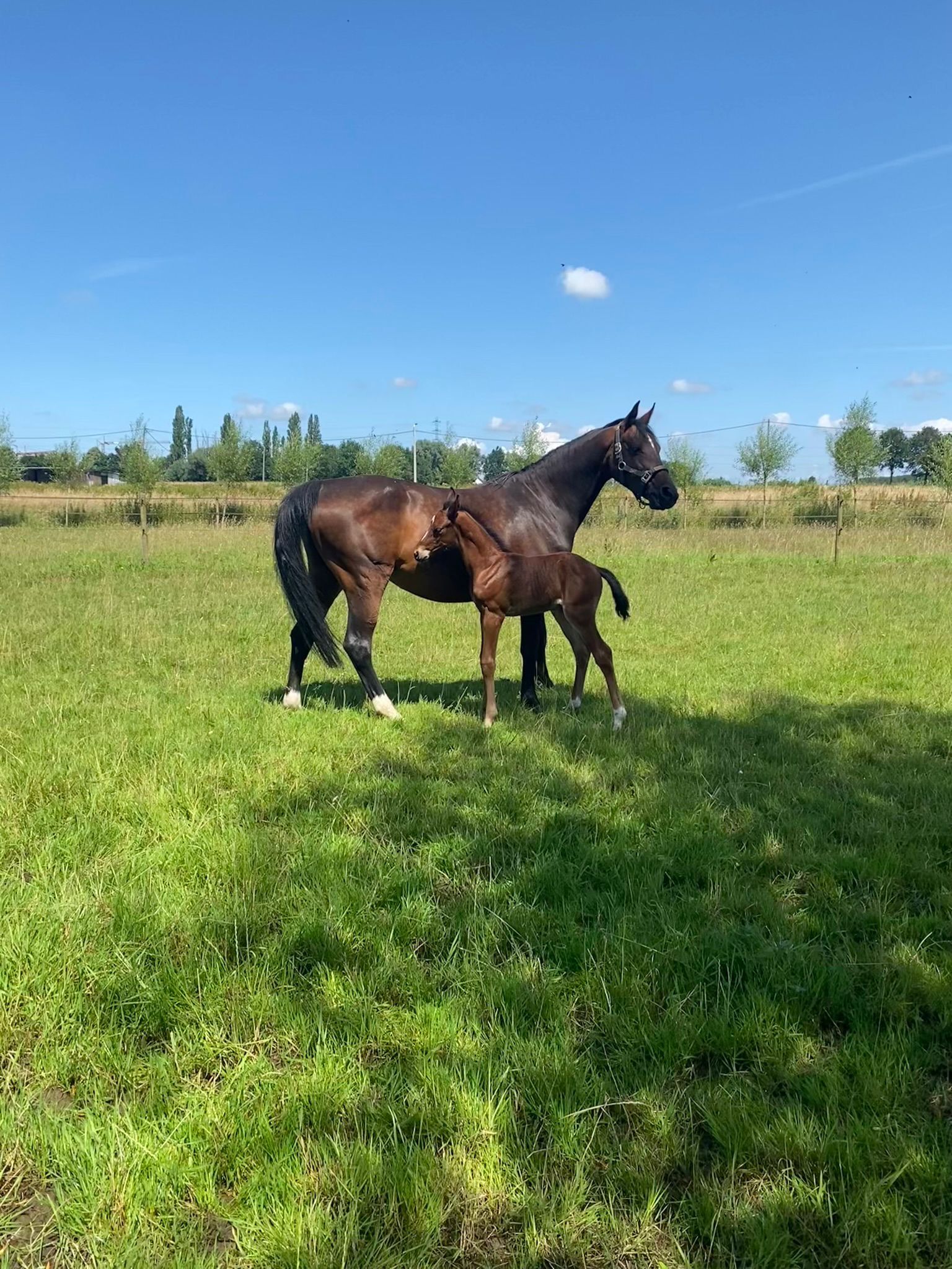 zangersheide springpaard merrie 16 jaar donkerbruin te koop - Foto 3
