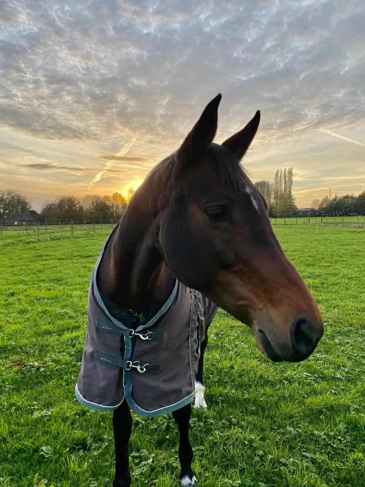 zangersheide springpaard merrie 16 jaar donkerbruin te koop - Foto 4