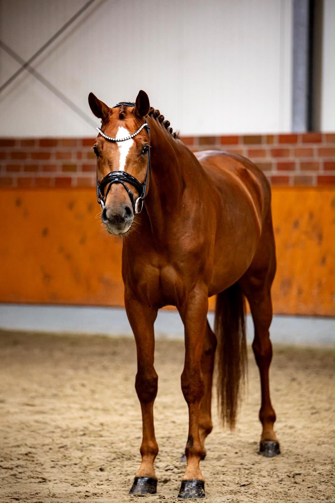 Caballo de doma para niveles superiores