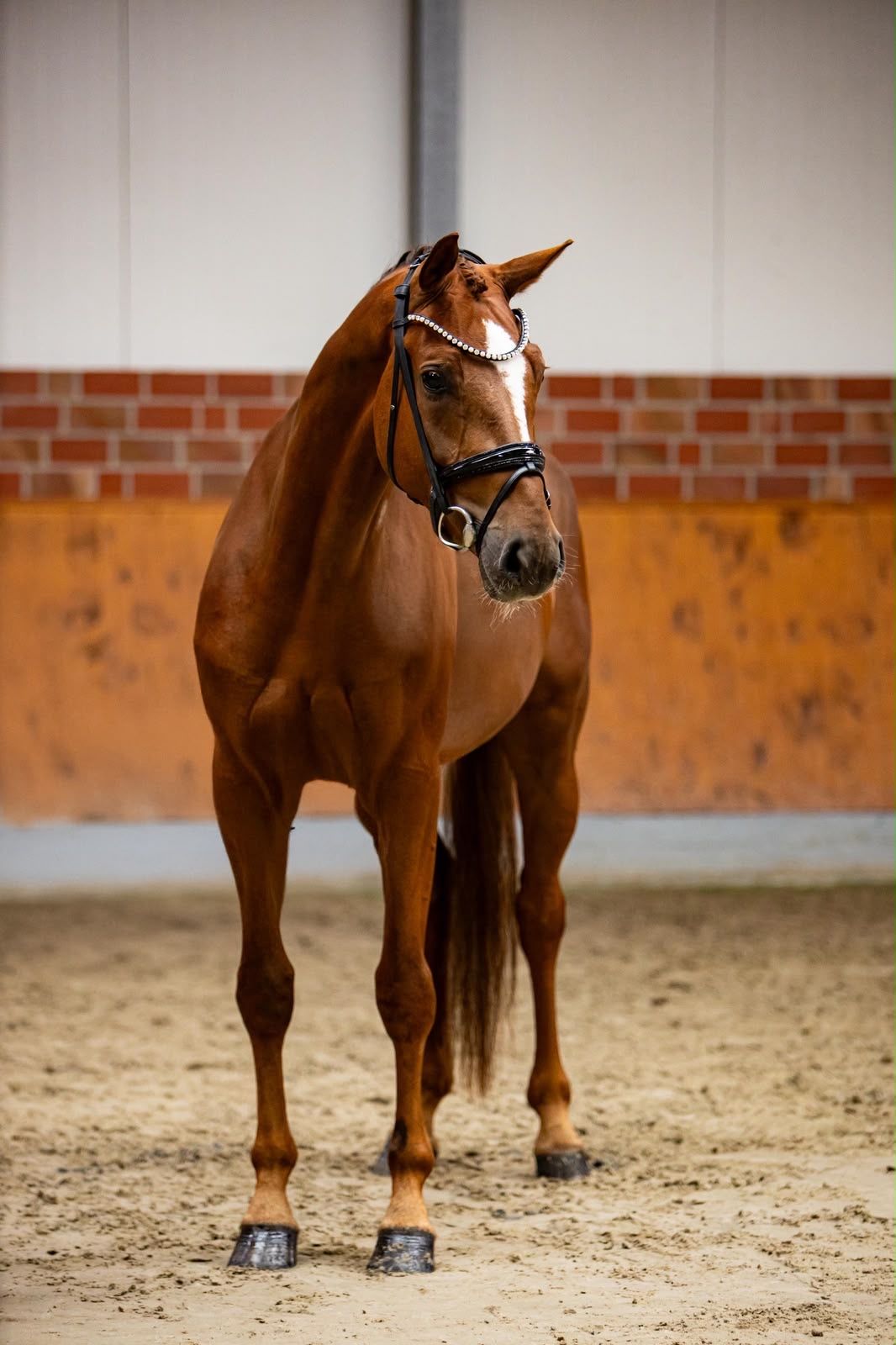 kwpn dressuurpaard merrie 4 år vos till salu - Foto 3