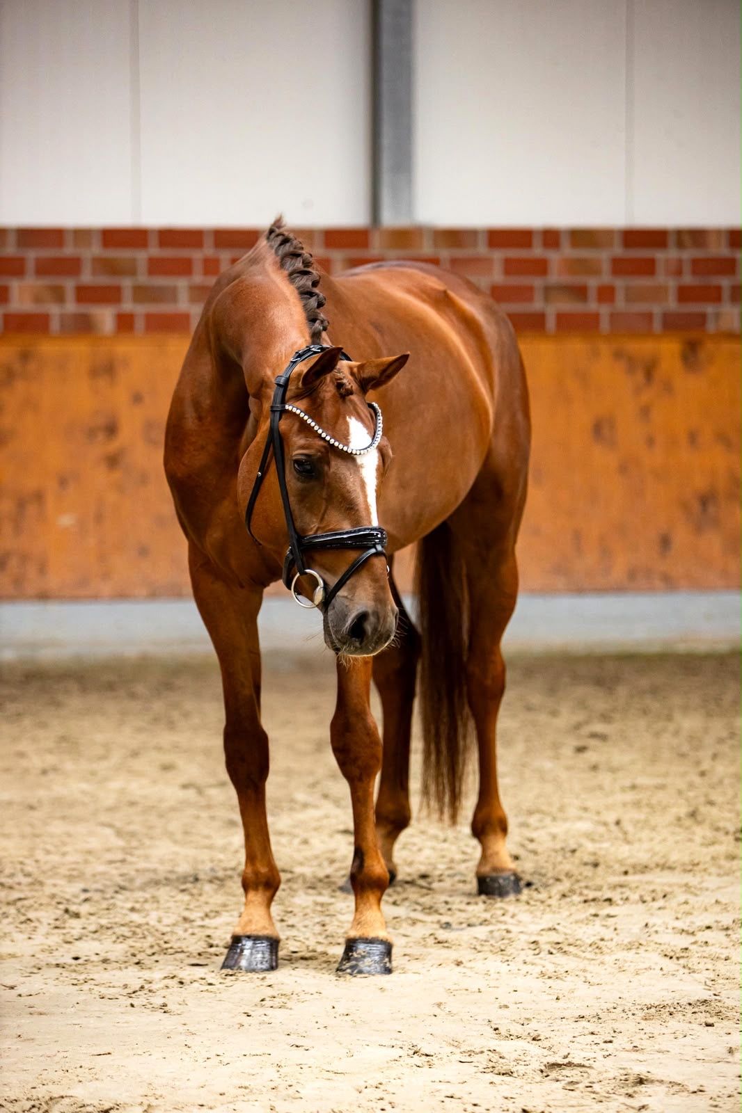 kwpn dressuurpaard merrie 4 år vos till salu - Foto 2