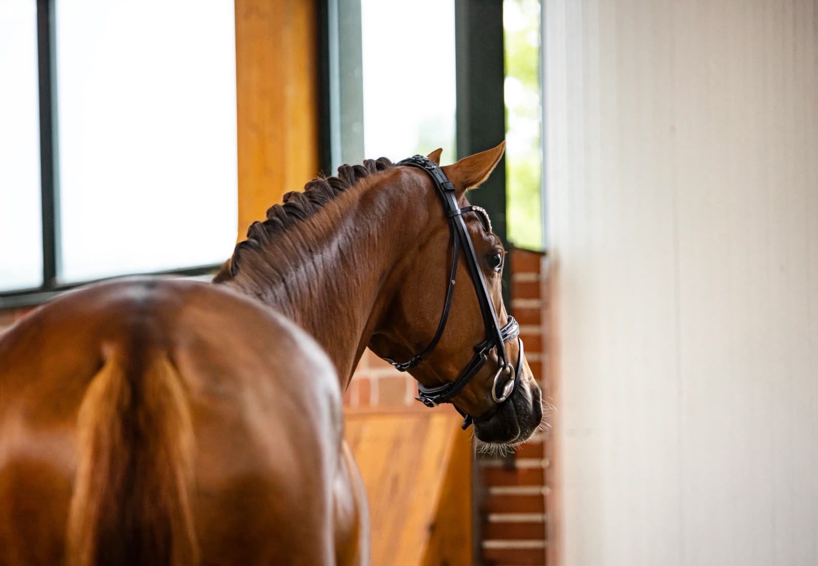 kwpn dressuurpaard merrie 4 år vos till salu - Foto 4