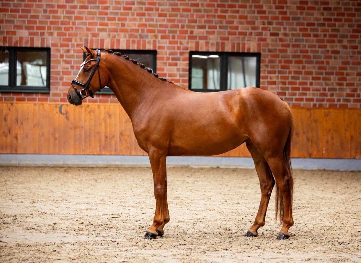 kwpn dressuurpaard merrie 4 år vos till salu - Foto 5