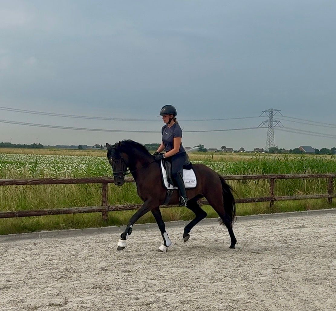 kwpn dressuurpaard merrie 3 years old donkerbruin for sale - Main photo